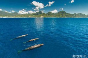 sperm whales