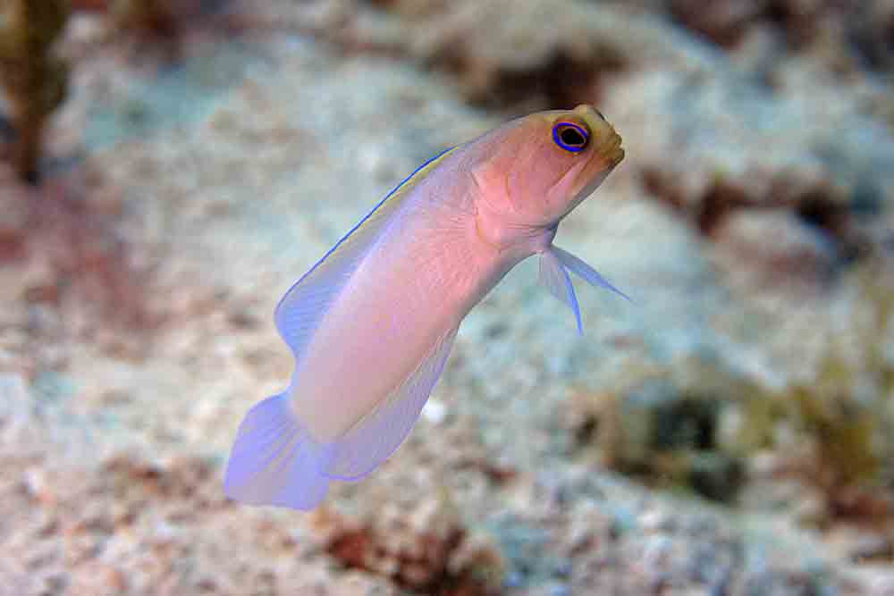 yellow-headed-jawfish