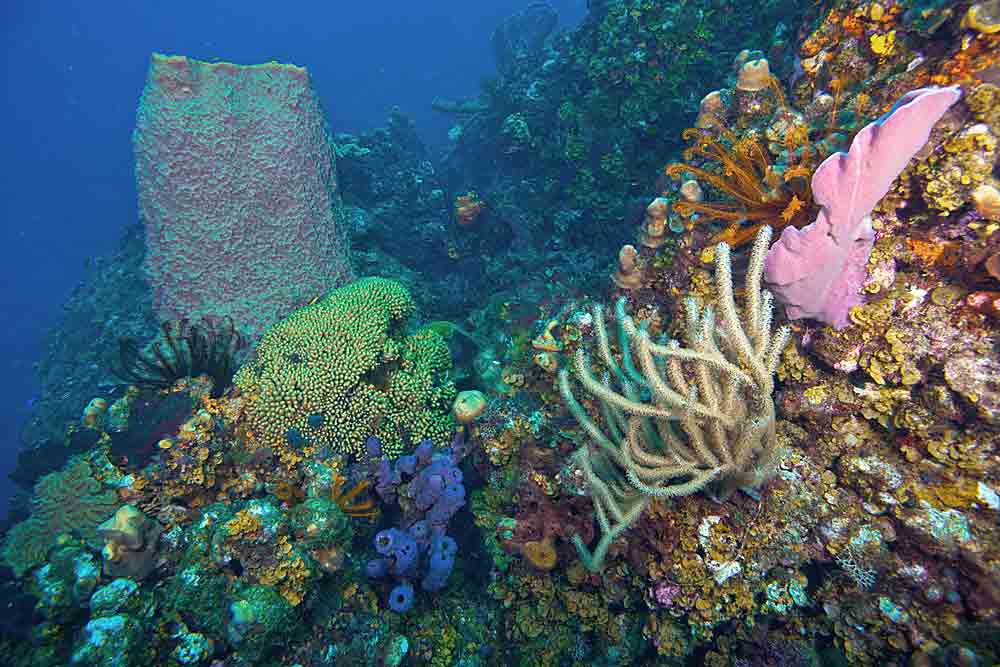 corals, sponges and crinoids