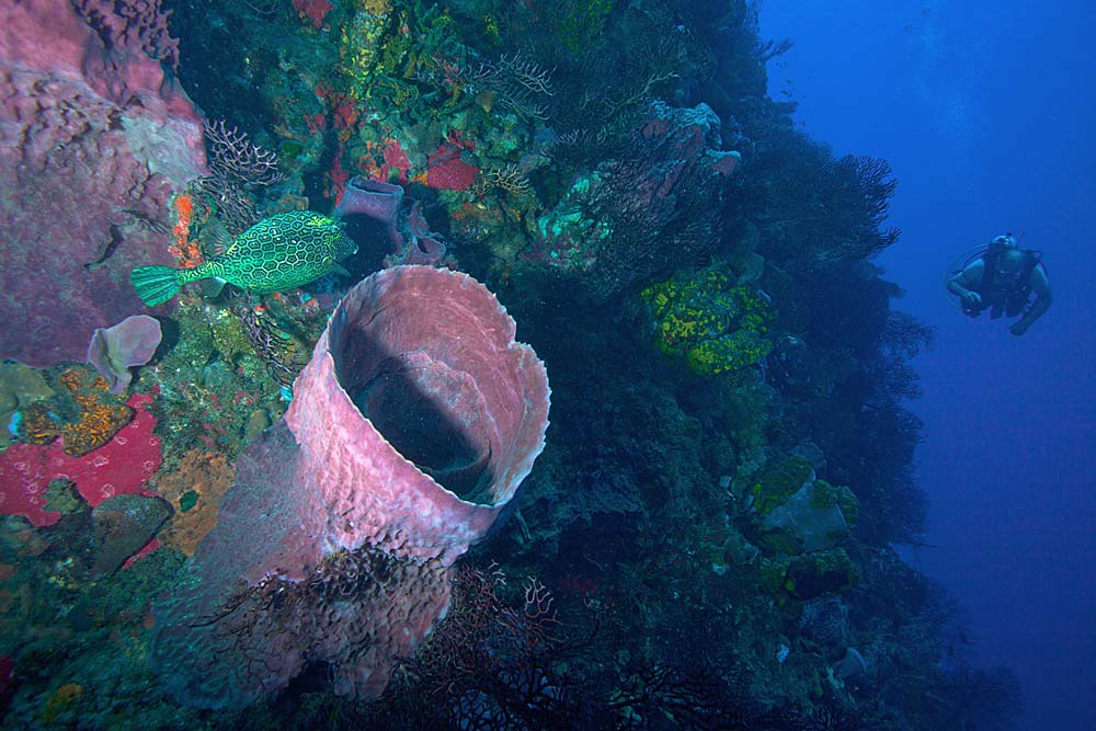 diver drifts along a colorful wall