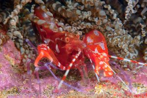 Red snapping shrimp