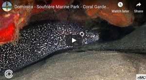 Soufrière Marine Park - Coral Gardens